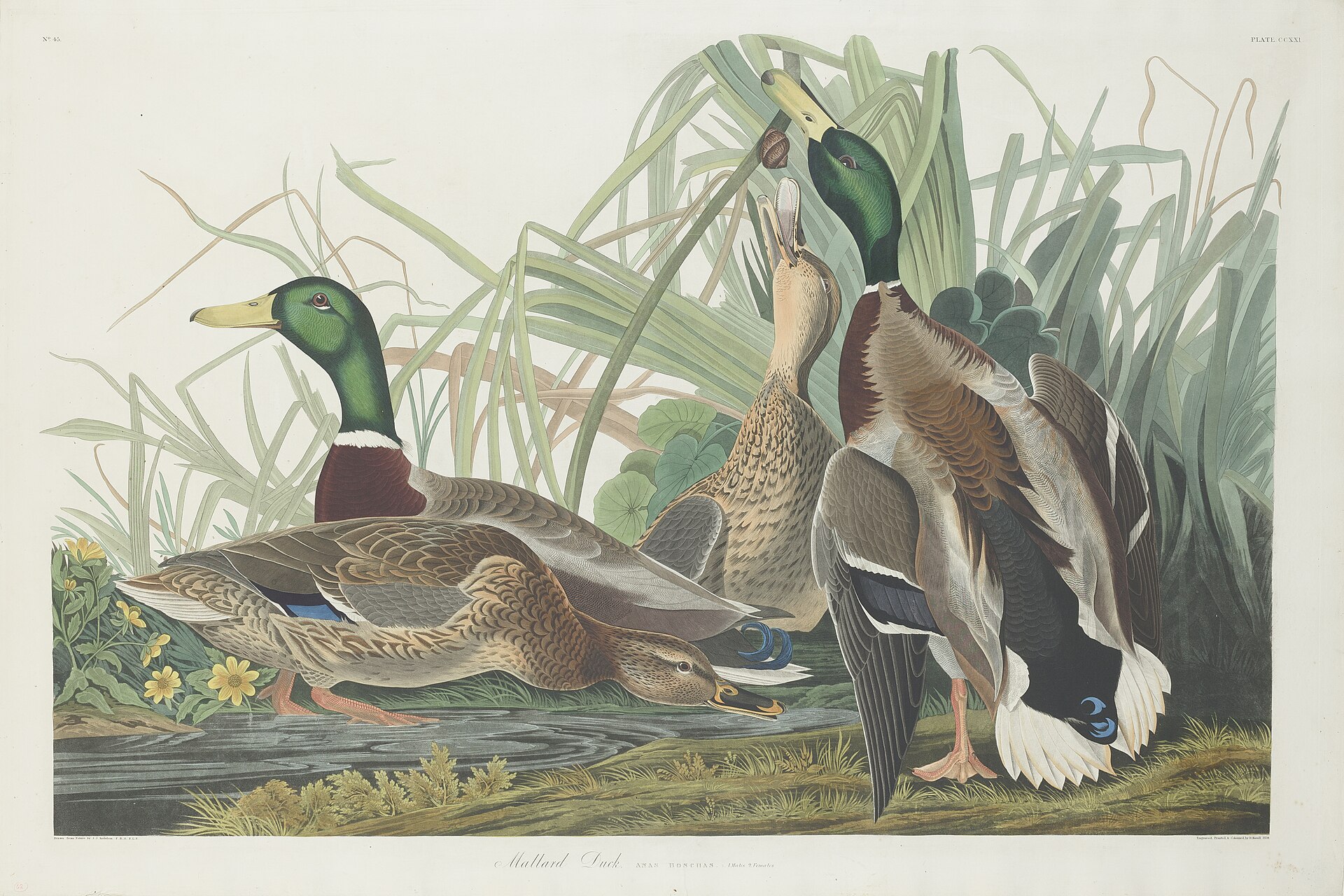 Audubon's hand-coloured plate of mallard ducks among reeds, 1834