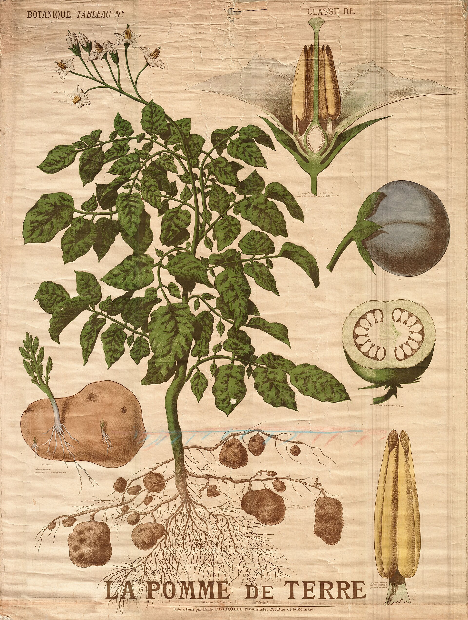 A Deyrolle classroom wall chart of the potato plant